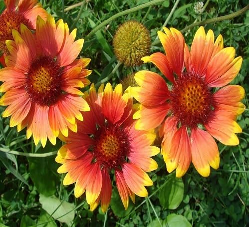 Mixed Gaillardia Flower Seeds