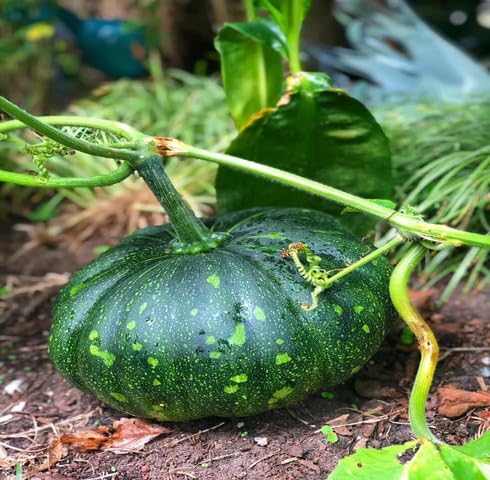 Green Pumpkin vegetable seeds vegetable seeds for Home Gardening, Heirloom, Non-GMO, High Premium for kitchen garden planting