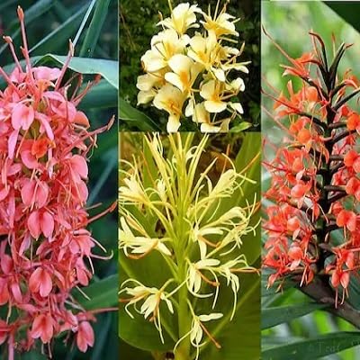 Mixed Hedychium Flower Seeds