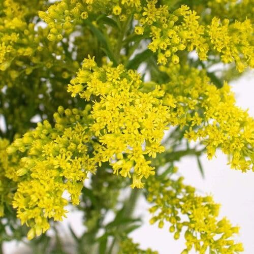Yellow Solidago Flower Seeds