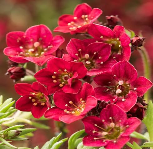 Red Saxifraga Flower Seeds