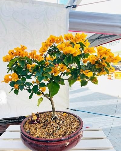 Yellow Bougainvillea Flower Seeds