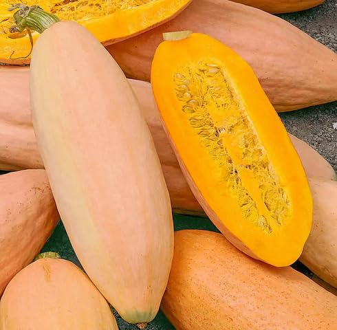 Yellow Banana Squash vegetable seeds - Heirloom, Organic, Non Gmo Garden Seeds for kitchen garden planting