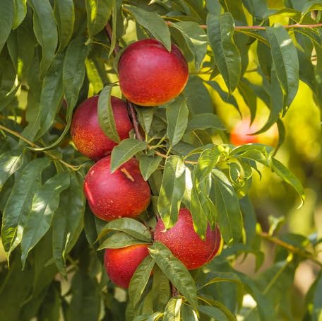 red nectarine fruit Fruit Seeds organic garden seeds