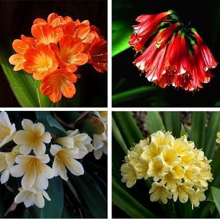 Clivia Flower Seeds
