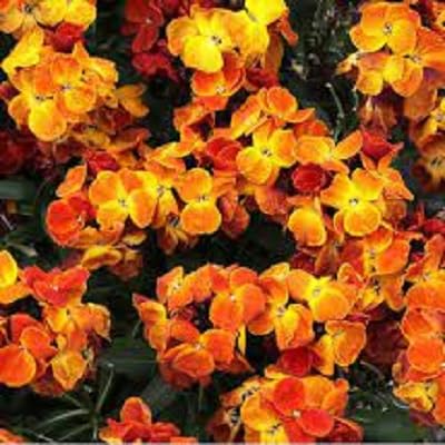 Orange Cheiranthus Flower Seeds