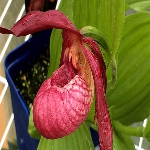 Red Cypripedium Flower Seeds