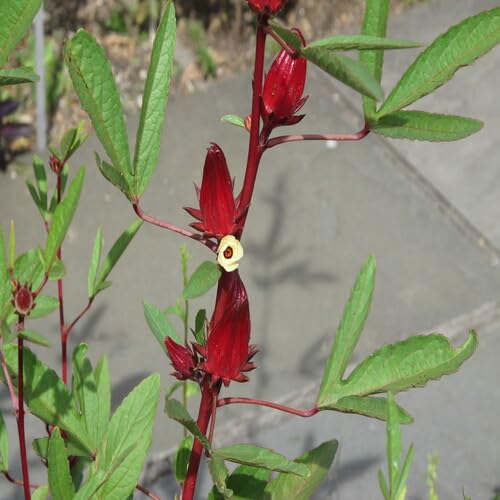 Green Hibiscus Sabdariffa vegetable seeds for Home Gardening, Easy Grow Culinary Garden for kitchen garden planting