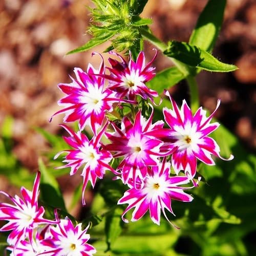 pink white phlox flower