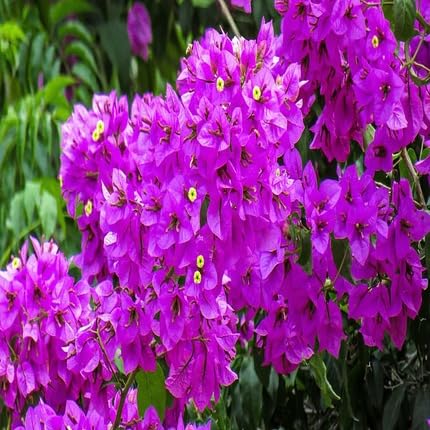 Purple Bougainvillea Flower Seeds