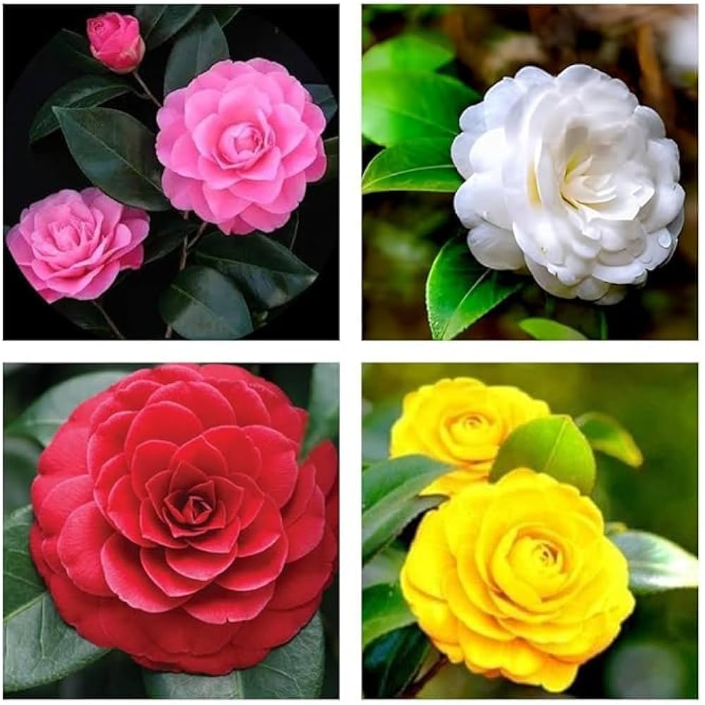 Mixed Camellia Flower Seeds