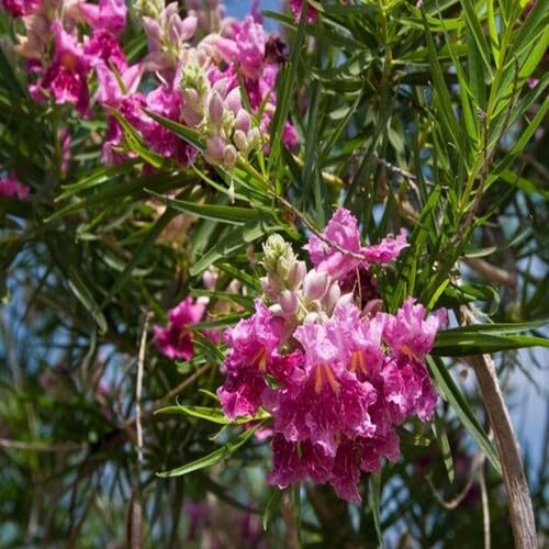 Pink Chilopsis linearis Flower Seeds