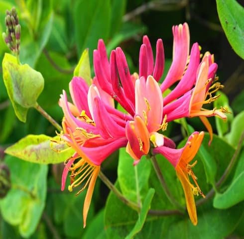 Mixed Lonicera Flower Seeds