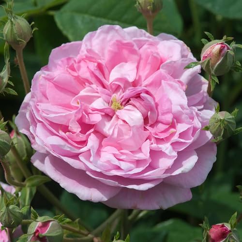 Red Osiria Rose Flower Seeds