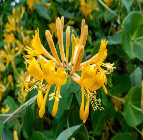 Yellow Lonicera Flower Seeds