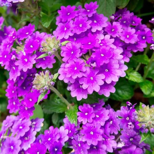 Purple Vervain Flower Seeds