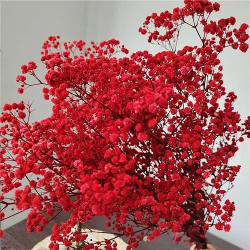 Red Gypsophila Flower Seeds