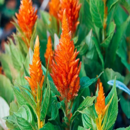 orange celosia flower seeds