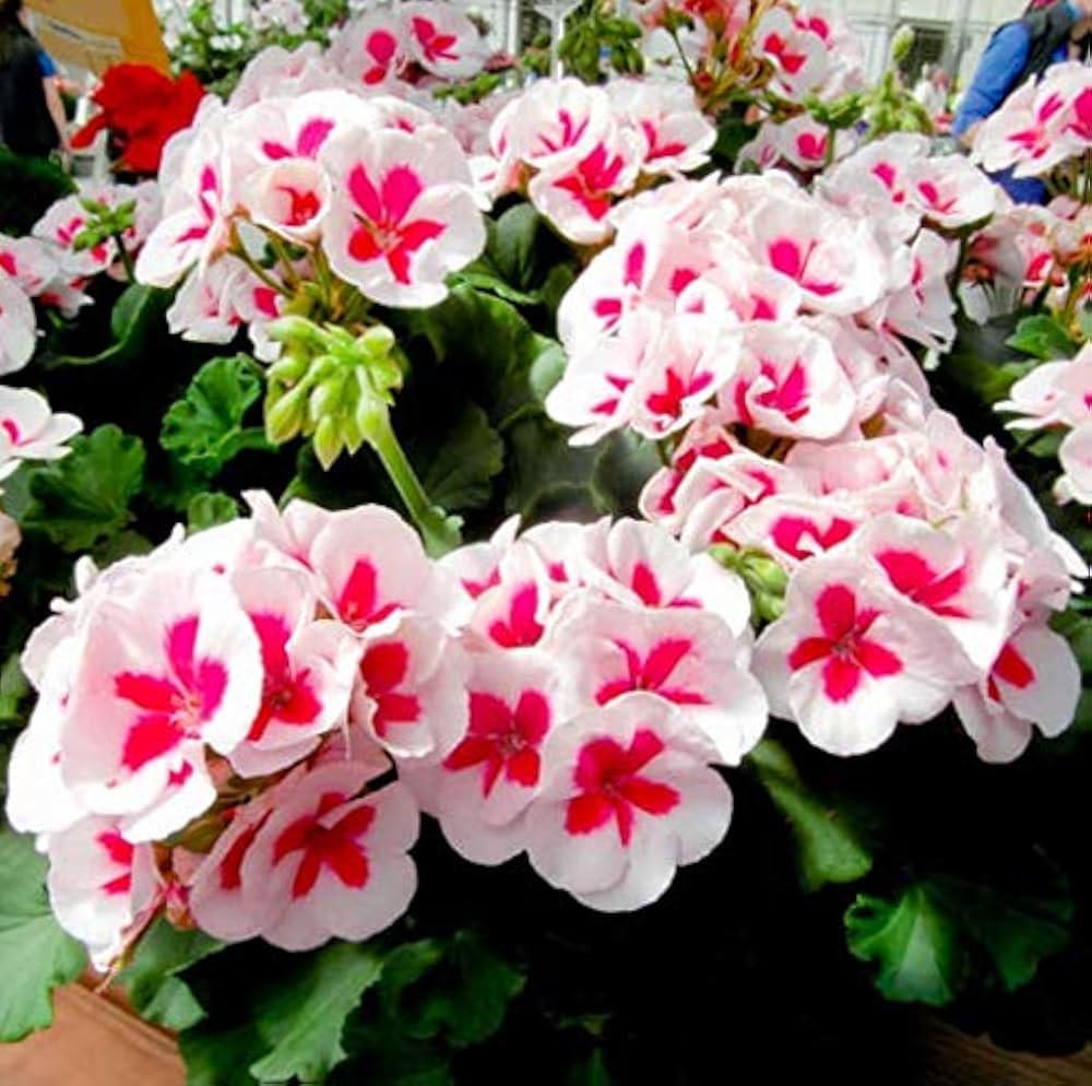 Red Geranium Flower Pelargonium Spp