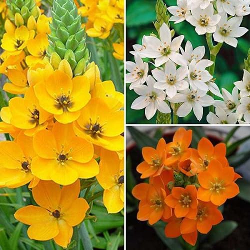 Mixed chincherinchee Flower Seeds