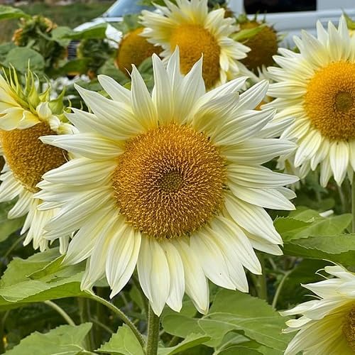 White Sunflower Flower Seeds