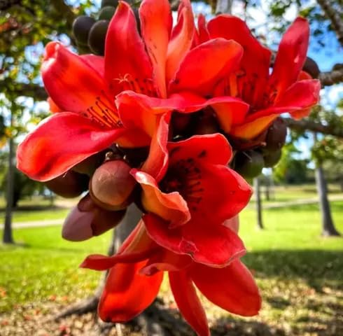 Red ceiba Flower Seeds