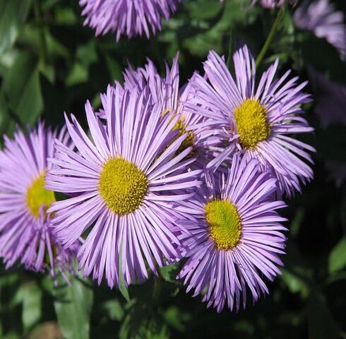 Purple Erigeron Perennial Flower Seeds