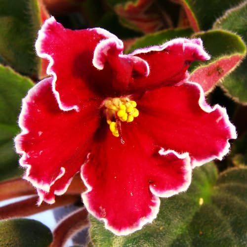 Red Saintpaulia Ionantha Flower Seeds
