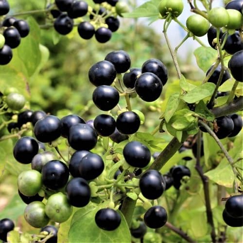 Black Solanum Nigrum Fruits . Fruit fruit seeds for organic garden planting