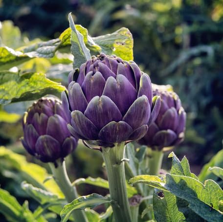 Purple Artichoke vegetable seeds vegetable seeds for Home Gardening, Easy Grow Farm Fresh Produce for kitchen garden planting