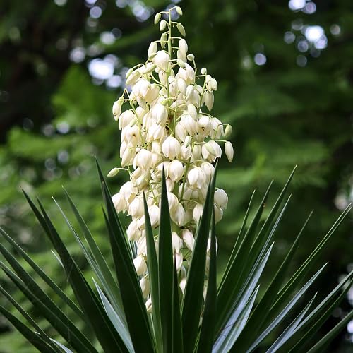 White Yucca Flower Seeds