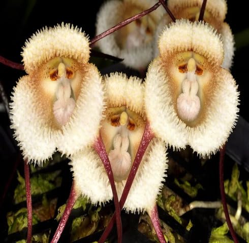 White Dracula Simia Flower Seeds