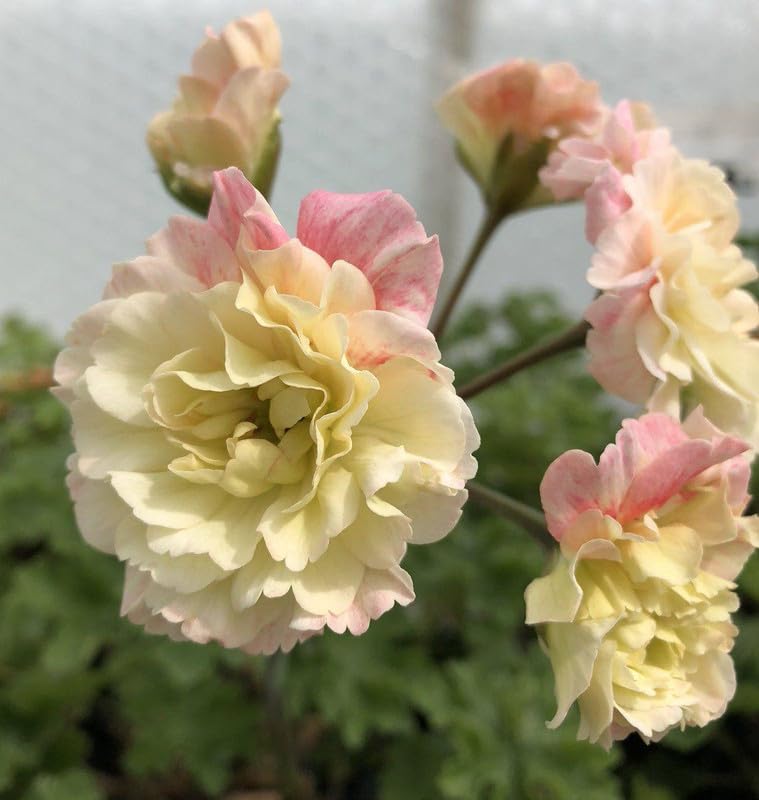 Pink Yellow Geranium Flower Seeds