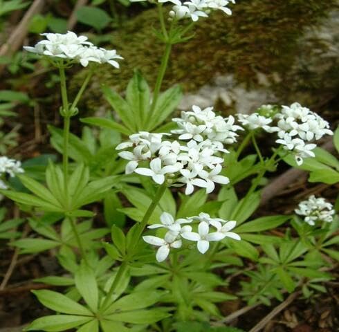 White Asperula Flower Seeds