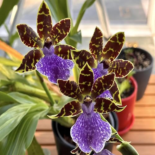 Mixed Zygopetalum maculatum Flower Seeds