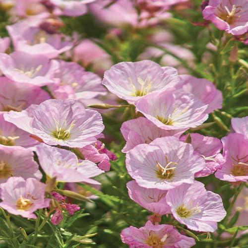 Pink Light Primrose Flower Seeds
