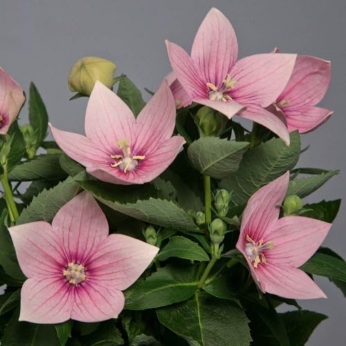 Pink Astra Flower Seeds