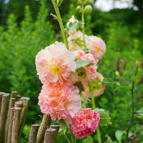 Pink Double Petal Hollyhock Flower Seeds
