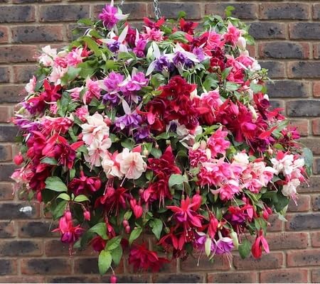 Fuchsia Flower Seeds