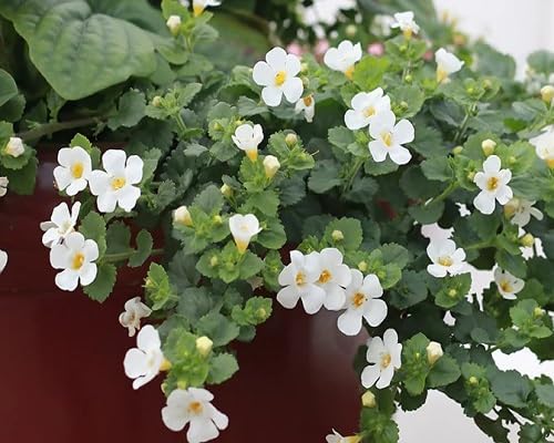 White Hanging Bacopa Flower Seeds
