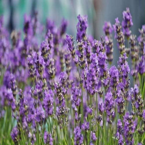 Lavender Flower Seeds