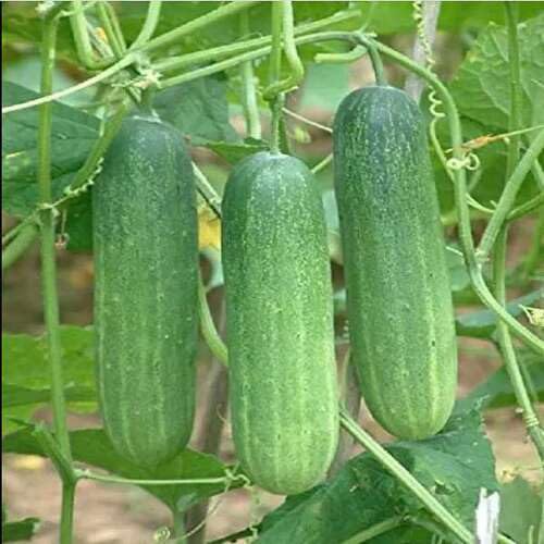 Green Cucumber Vegetable Seeds Heirloom, Non-GMO for Home Garden Planting
