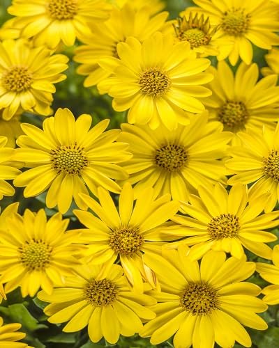 Yellow Daisy Flowers Seeds