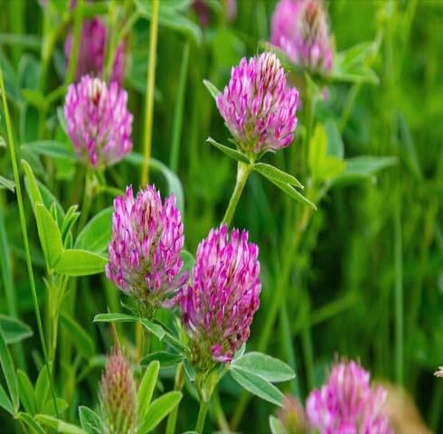 Pink Trifolium Alpestre Flower Seeds