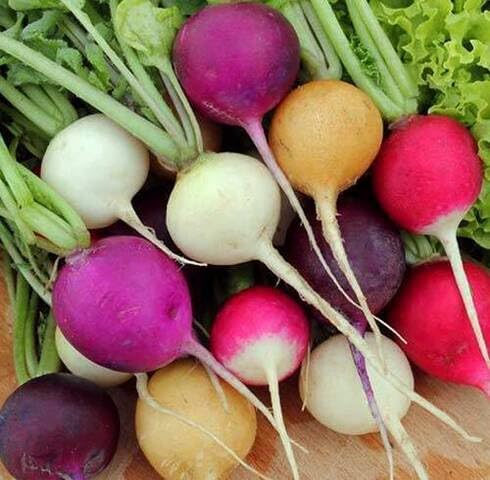 Mix Radish vegetable seeds for Home Gardening, Natural Farm Fresh Gardening Choice for kitchen garden planting