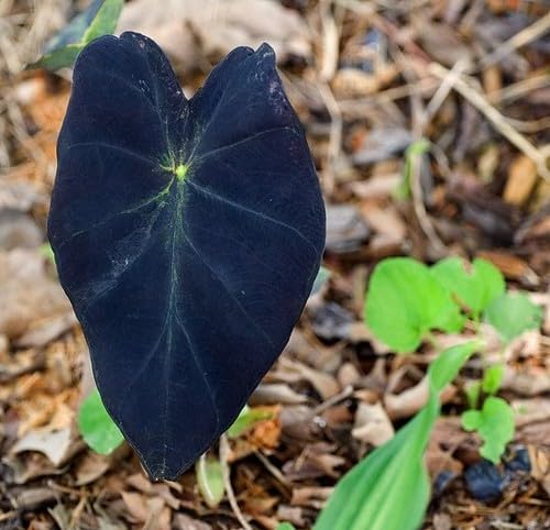 Black Tomato vegetable seeds for Home Gardening, Nutritious Backyard Harvest Collection for kitchen garden planting