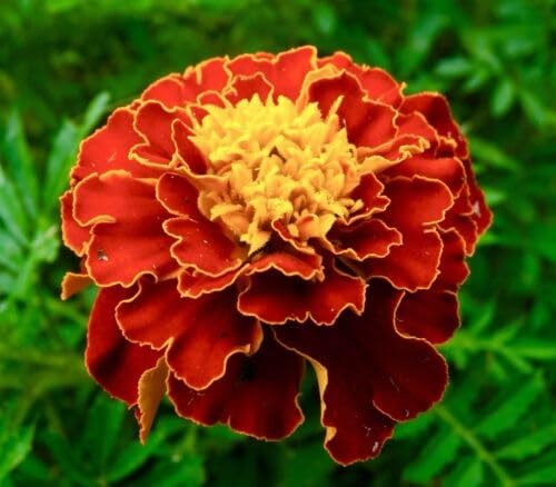 Red Tagetes Flower Seeds
