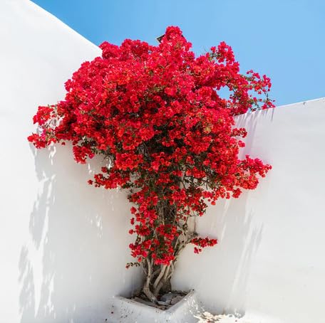 Red Bougainvillea Flower Seeds