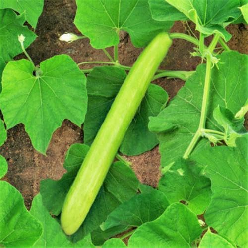 Green Lagenaria vegetable seeds for Home Gardening, Easy Grow Culinary Garden Selection for kitchen garden planting