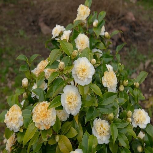 Yellow Camelia Flower Seeds